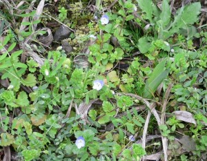 足元には春のお花をいっぱい見つけました。オオイヌフグリ。