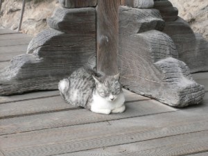 羅漢寺にいた猫。全く目を開かず。なんだか修行中といった雰囲気でした。邪魔せず、退散退散・・・