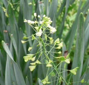 たくさんのペンペン草。懐かしさを思う草です。