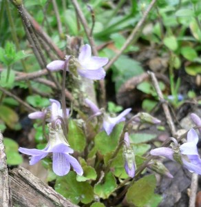 そして、スミレのお花。淡い紫色がとっても綺麗。