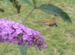 さて飛んでいるのは、なんでしょう。わずか体長５センチくらいの鳥のような動きで蜂のようにも見えて・・・蝶々のようにお花に伸びている口がすごいです