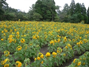 見事に広がるひまわり。