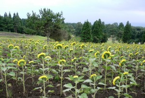 後ろ姿のひまわりもかわいい。