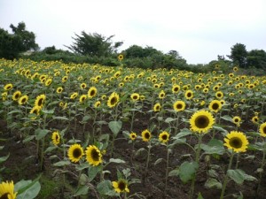 むこうの背の高いひまわりが「おーい、ちゃんと写ってるぅ？」と言っているみたい。
