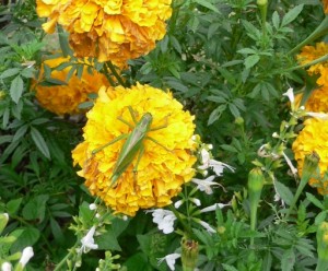 バッタもお花に夢中。