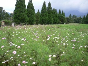 コスモスはもう少ししたら満開かな。