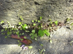 石のすきまの～かだばみの～赤いちいさい～葉のことを～～♪