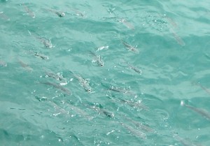 こんなに魚がいっぱい！口をぱくぱく。