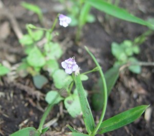 杉の足元に揺れるお花が♪