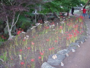 道の駅「耶馬トピア」にはたくさんの彼岸花が。