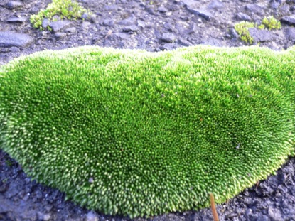 綺麗な水の側にいる苔も、見事な苔！ぷっくぷくです♪