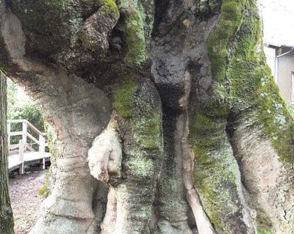 エノキじいさんの手。に見えるでしょ？