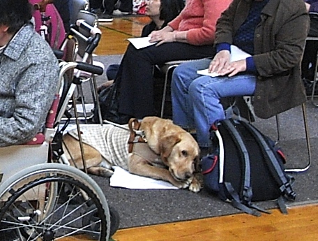 最初は目は開いていた盲導犬も・・・