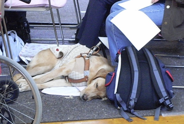数曲目から、すっかり夢の中～♪盲導犬もお仕事でお疲れです。