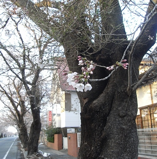 この日は、咲き初めたばかりの時でした。