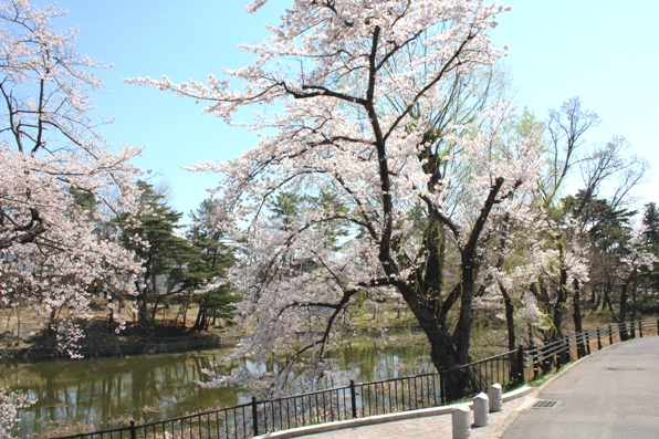 今回１０日間滞在した、郡山市のウィークリーマンションの前には、酒蓋公園がありました。来た時はまだつぼみだった桜が、帰る時には満開に。