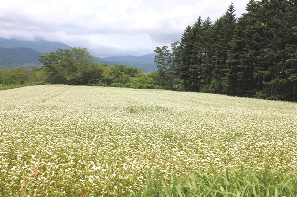 道中、蕎麦の花が満開でした