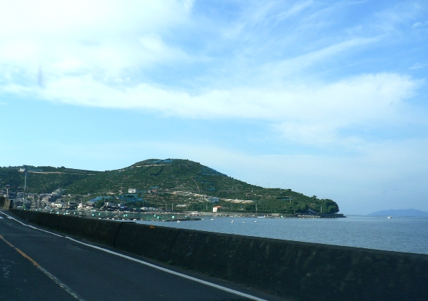 山の斜面はぜ～んぶみかんの木！